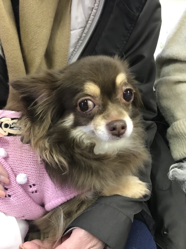 【今日の里帰りワンコ🐶チワワちゃんたちがいっぱい💓】